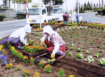 花壇の植付